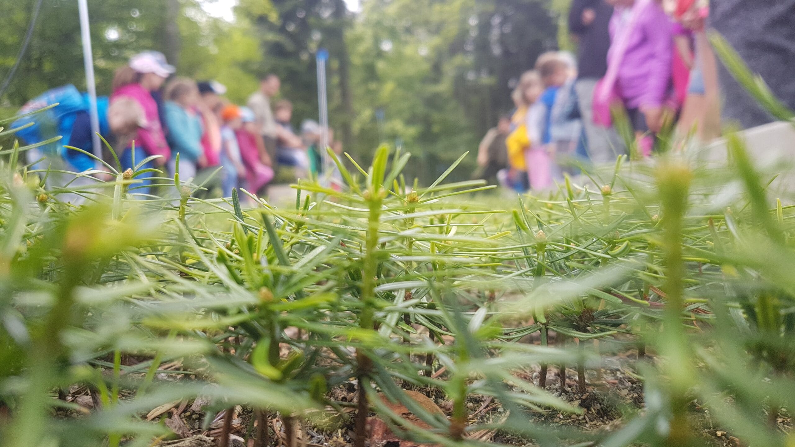 Read more about the article Edukacja leśna