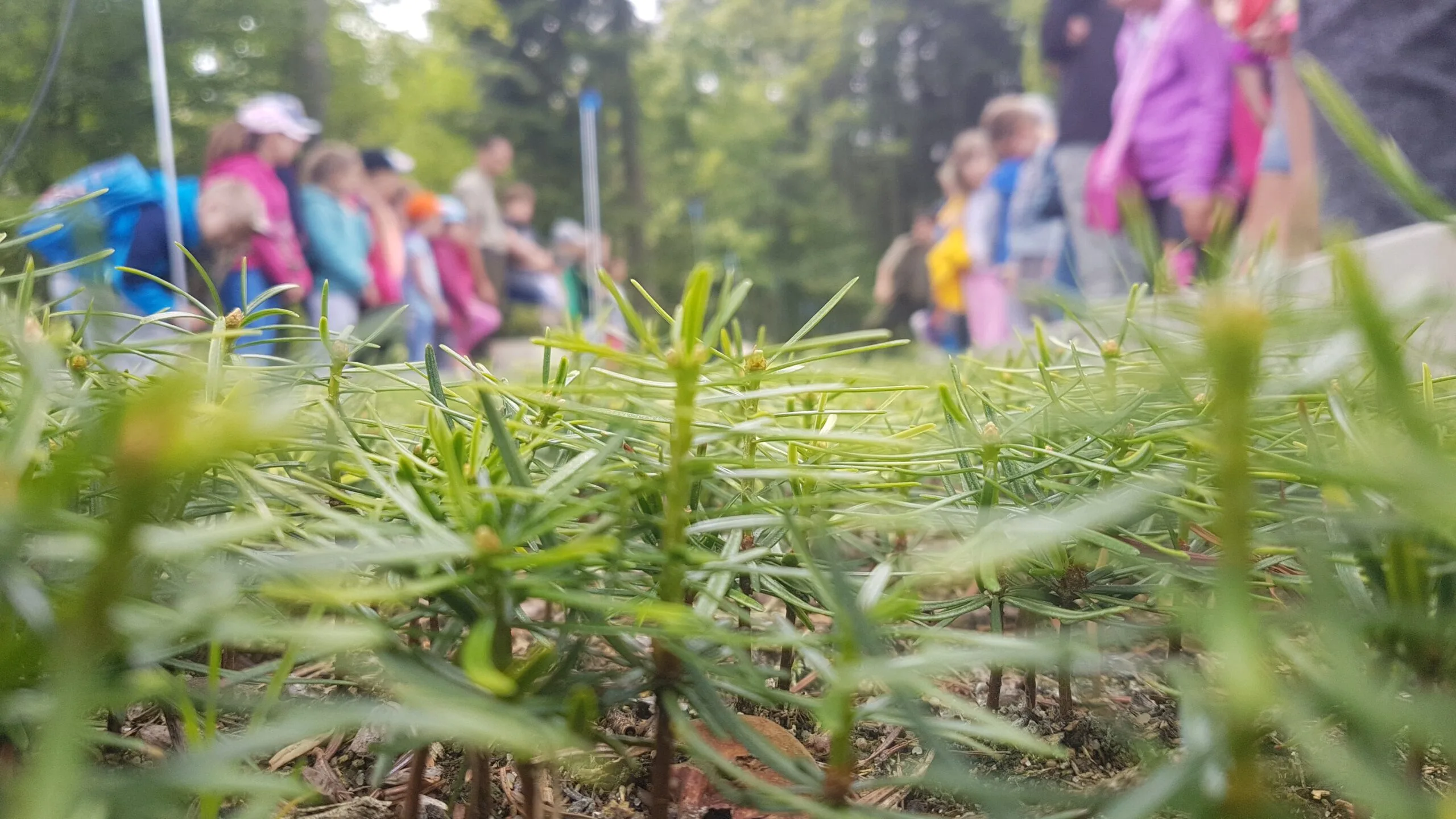 Read more about the article Edukacja leśna